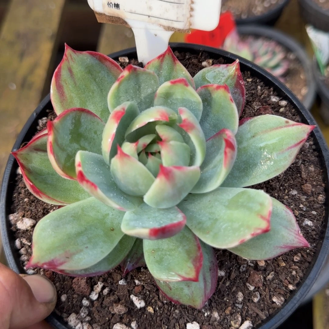 惊鸿一物一拍包装收缩花旱853