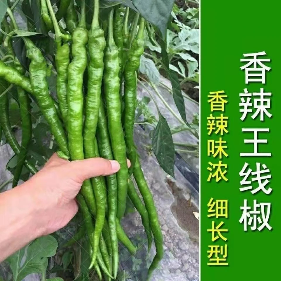 超长香辣线椒种子薄皮特长春秋高产早熟种籽阳台四季辣椒蔬菜种孑