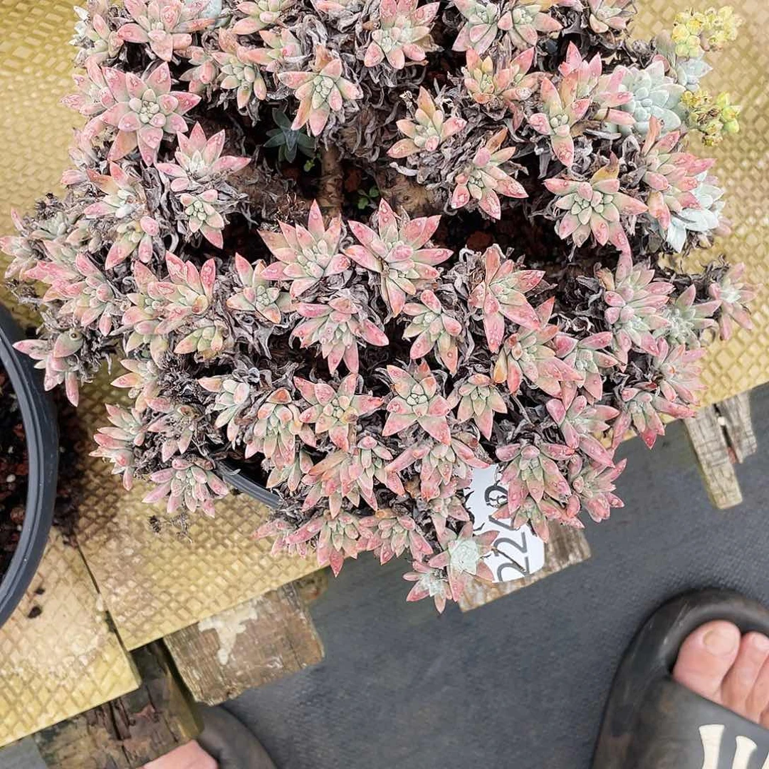 微*凉白菊多头老桩2242