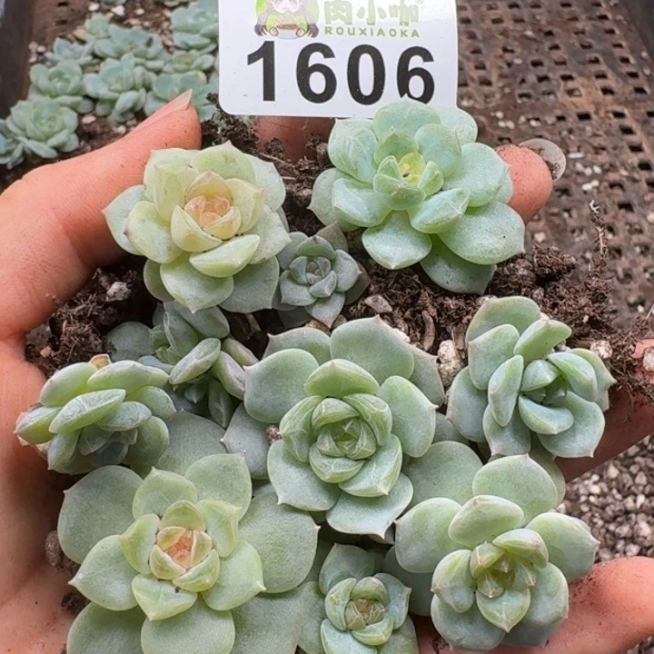 无花朵多肉植物多肉植物