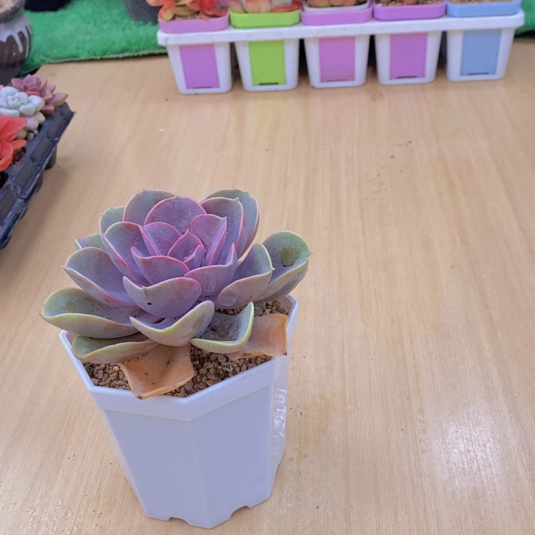 无花朵多肉植物紫珍珠90