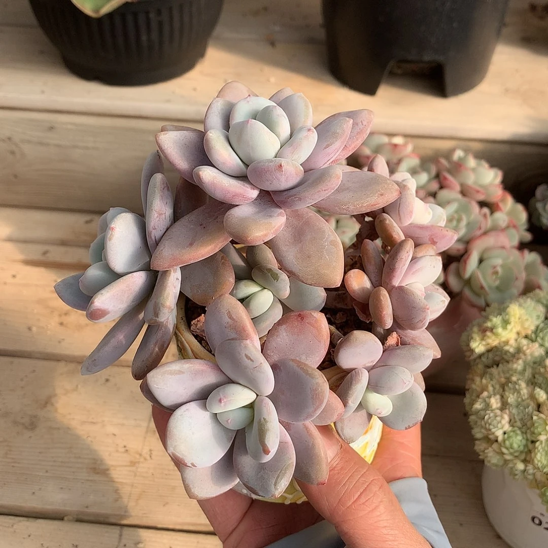 215粉兔多肉一颗14厘米