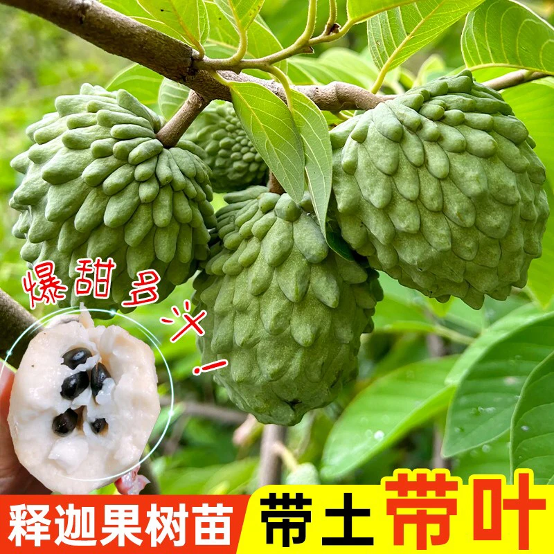 释迦果树苗凤梨释迦牛奶释迦泰国大目释迦榴莲释迦果树苗