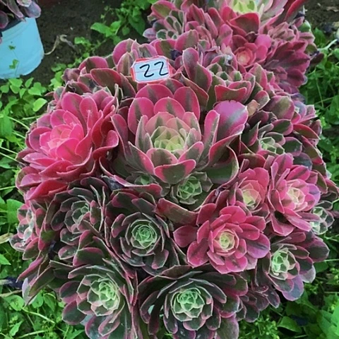 粉女巫男神38公分捧花22号链接