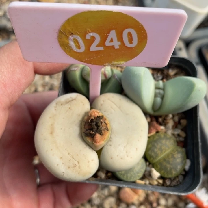 阿***青生石花0240-00000000