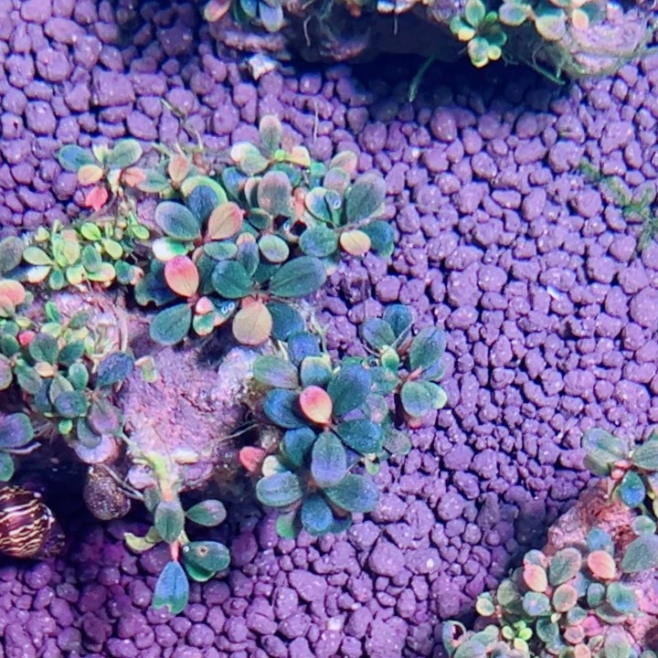 无花朵福利辣椒榕大象玉