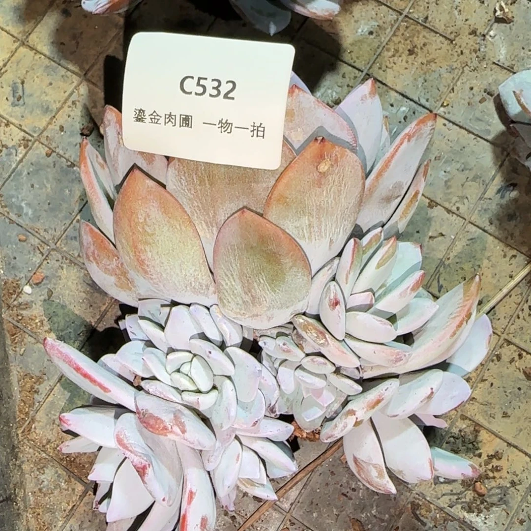 C532奶茶群生多头