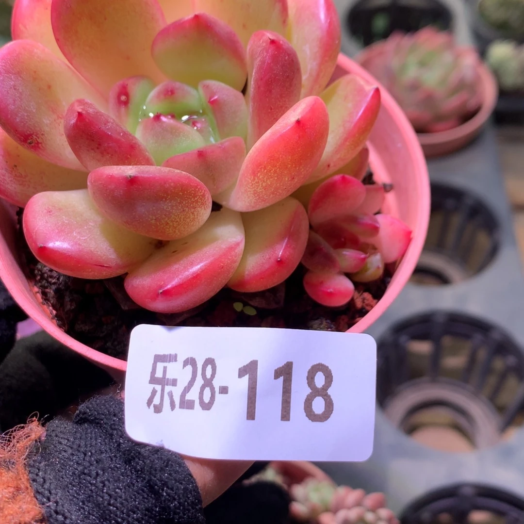 乐然28-118 新品 带仔