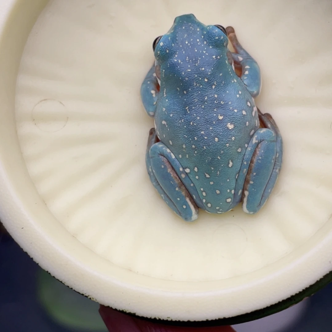 小****老爷树蛙3号加热包