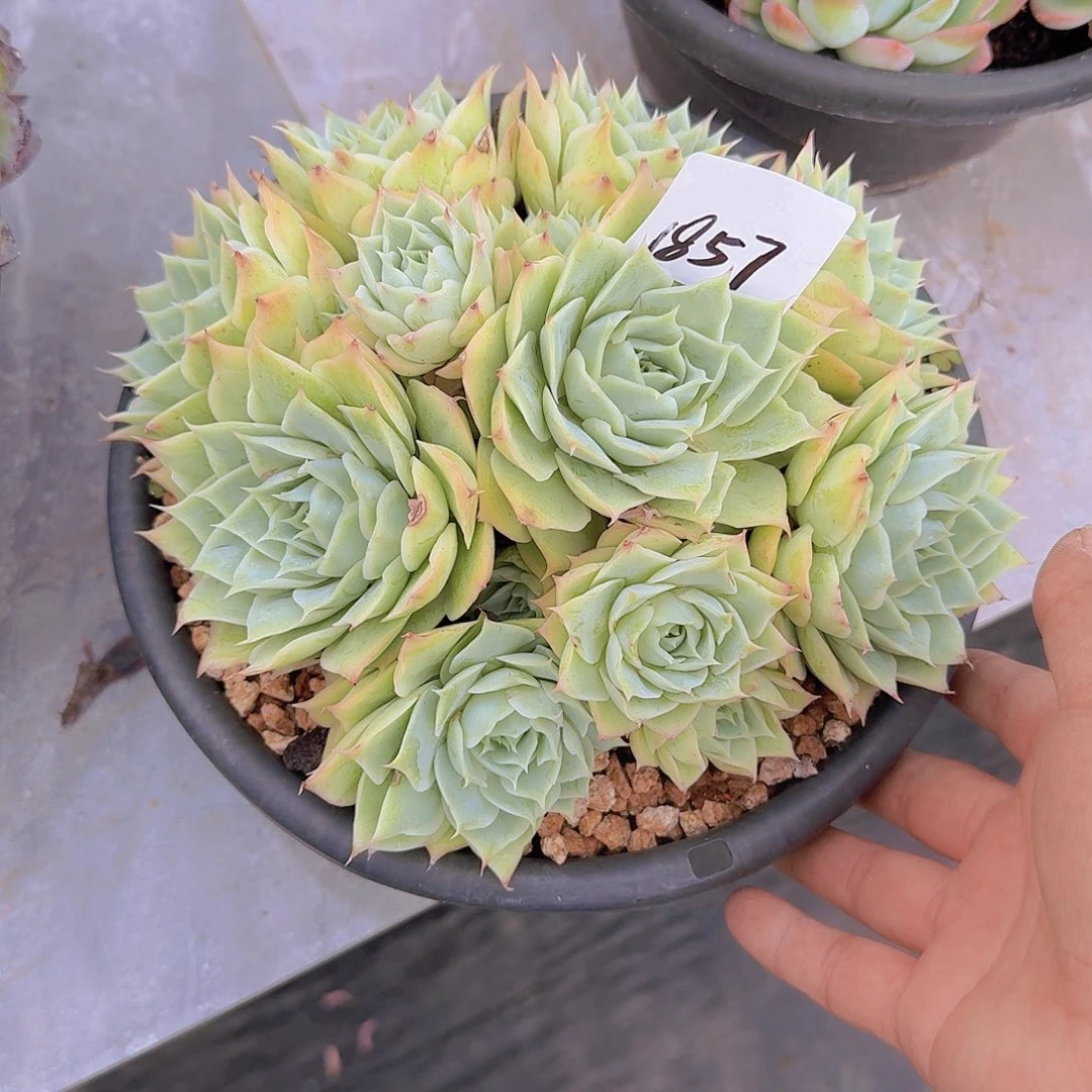 晓***艳1857双莲多肉植物
