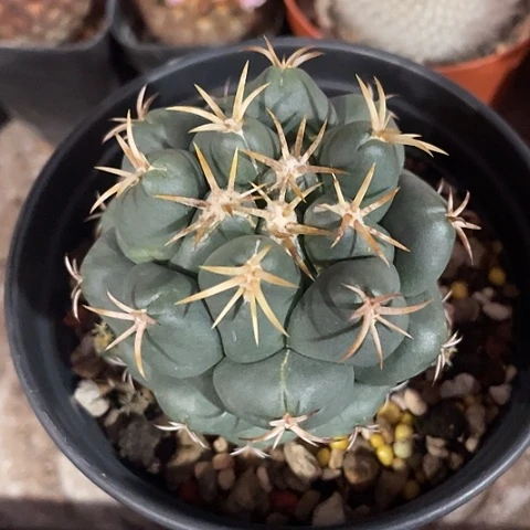 实生獠牙过年福利