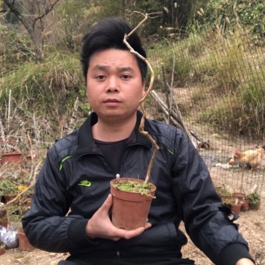 盆景素材盆栽绿植锄*