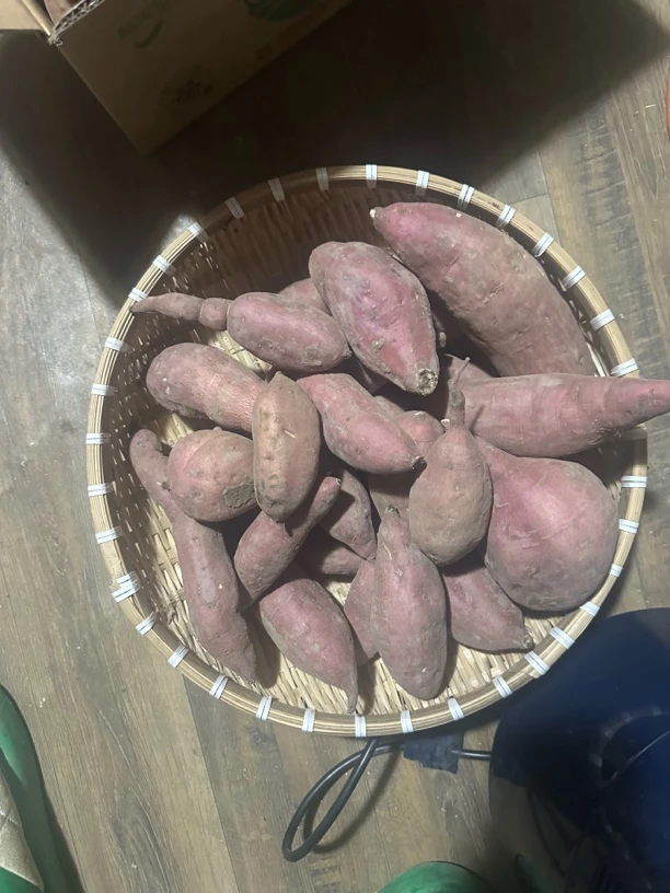 敖汉宝国吐地瓜大中小混装