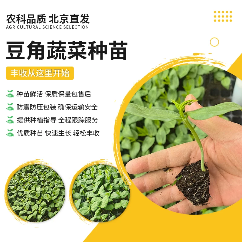 【农科院推荐】长豇豆苗春耕节蔬菜苗壮家庭阳台小菜园易种豆角苗