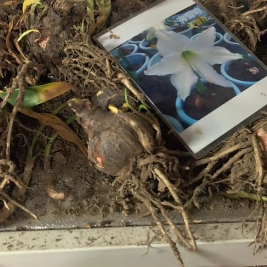 当前无花栽培后可以开花安普托6厘米裸根球3棵