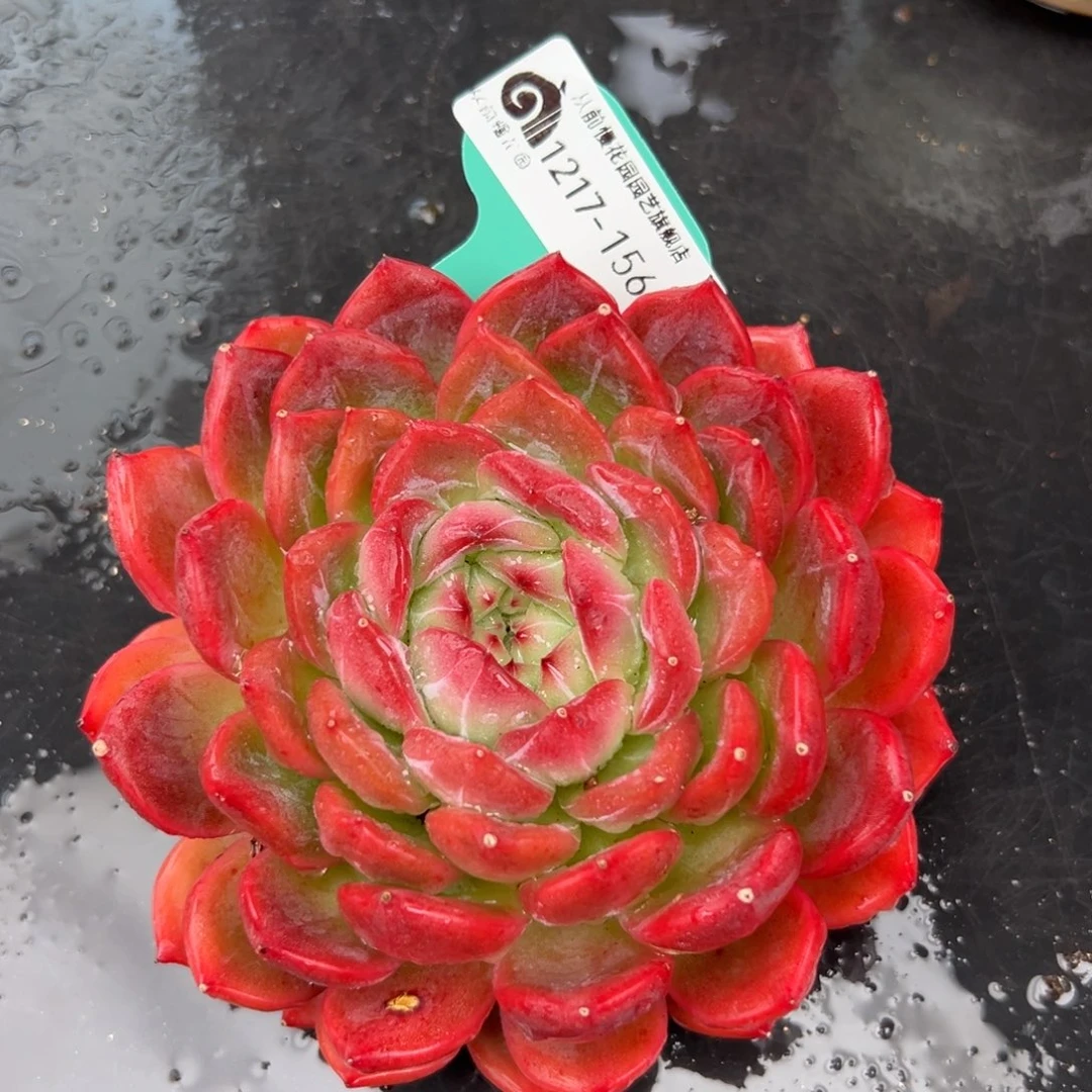 从前慢花园多肉编号1217-156