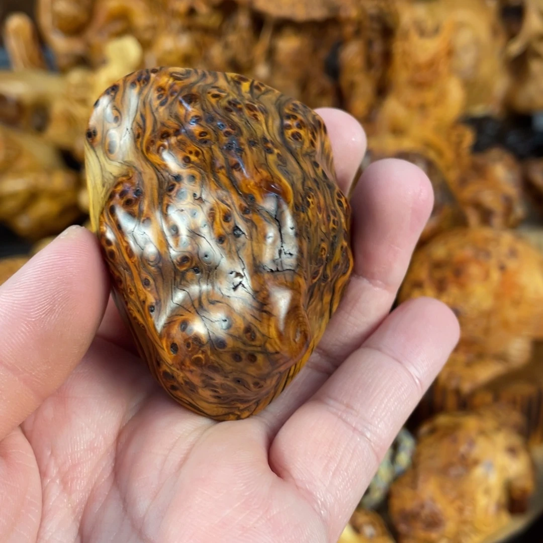 柏木（崖柏）太行崖柏