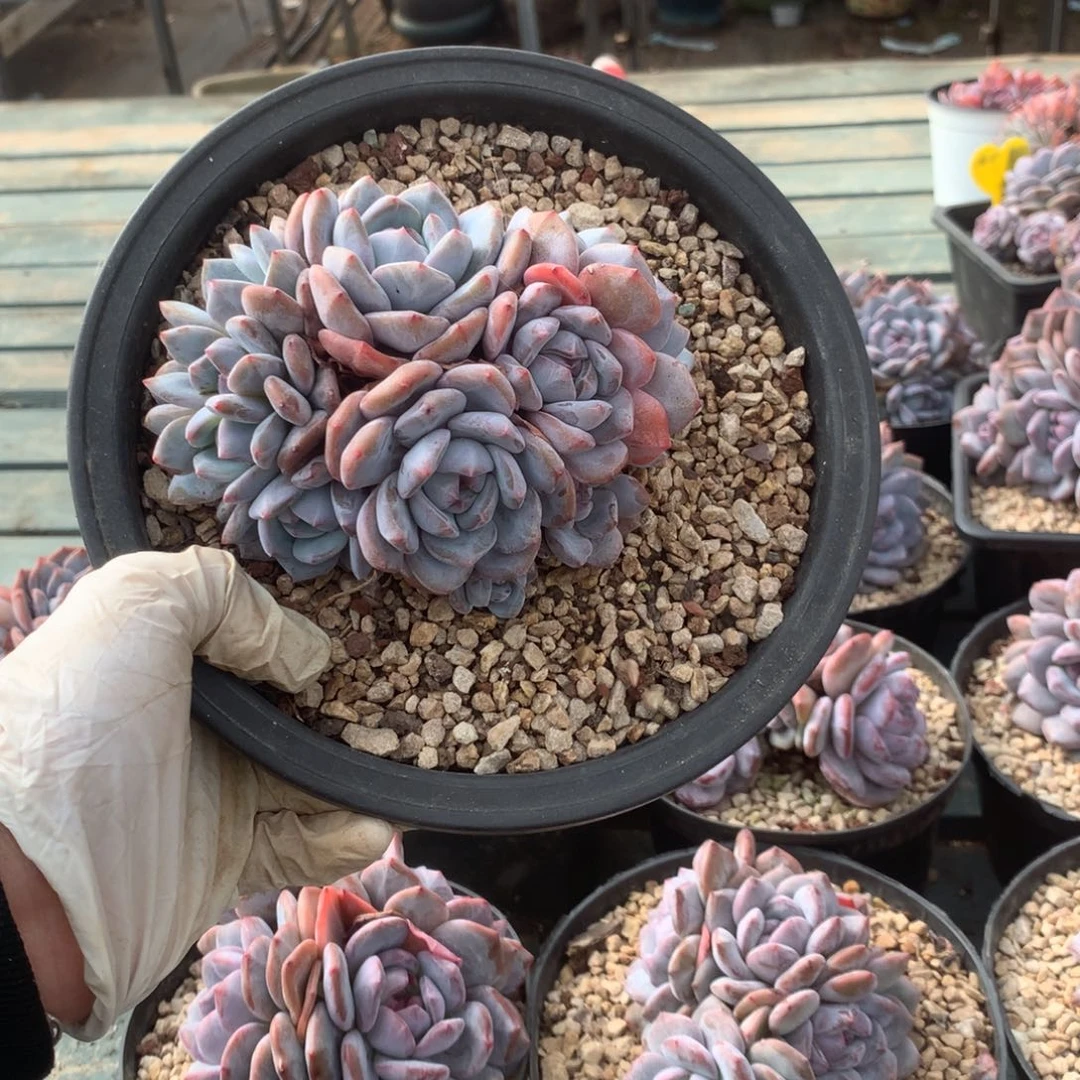 无花朵哈哈哈哈哈哈哈哈哈23