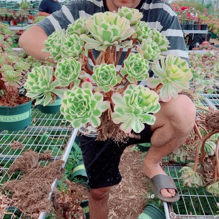 大颗白凤多肉法师