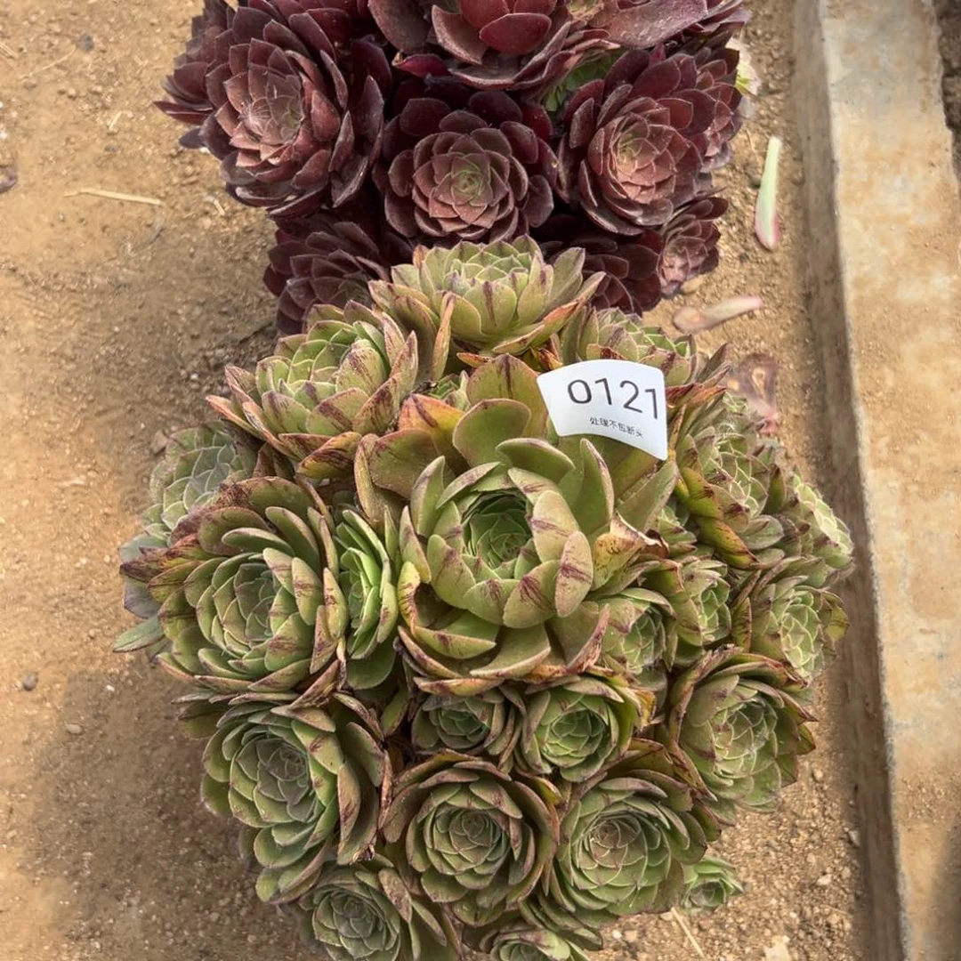 121多肉  怕颗