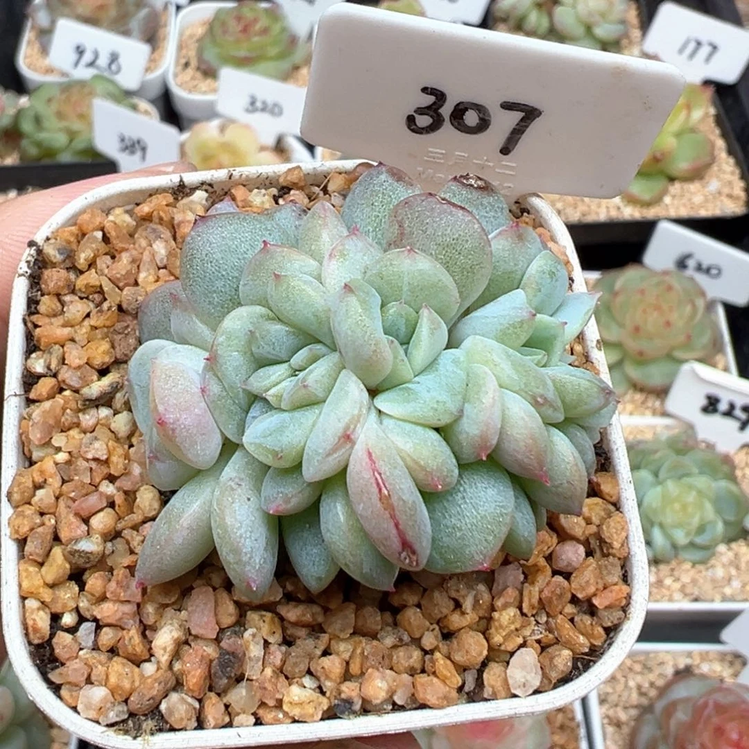 307号糖心朵朵缀