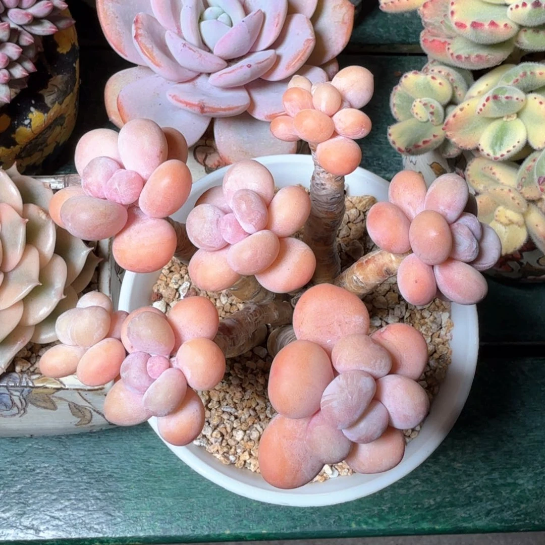 达摩奶合植带盆土发货