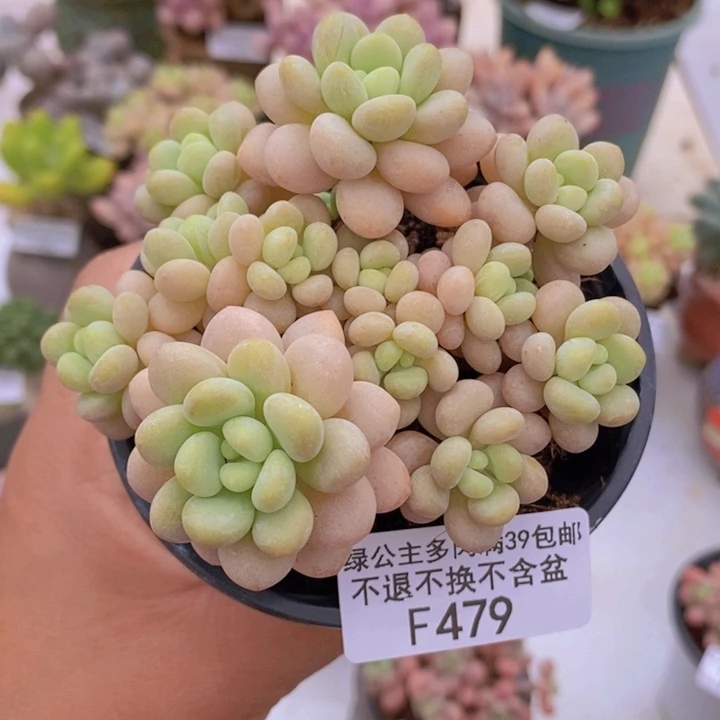 洛可可8cm479多肉植物