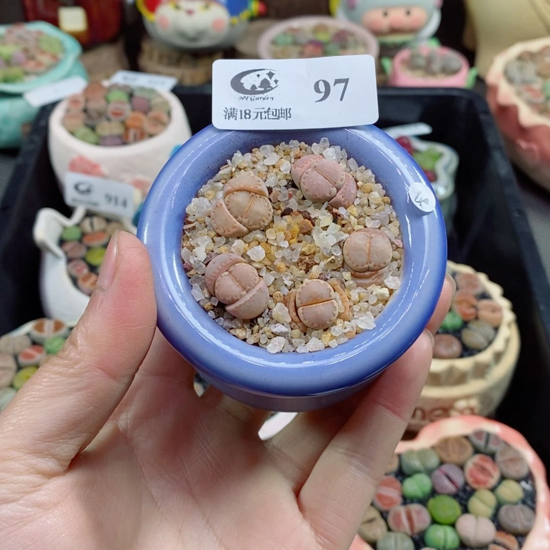 布****4生石花花花花花花花97