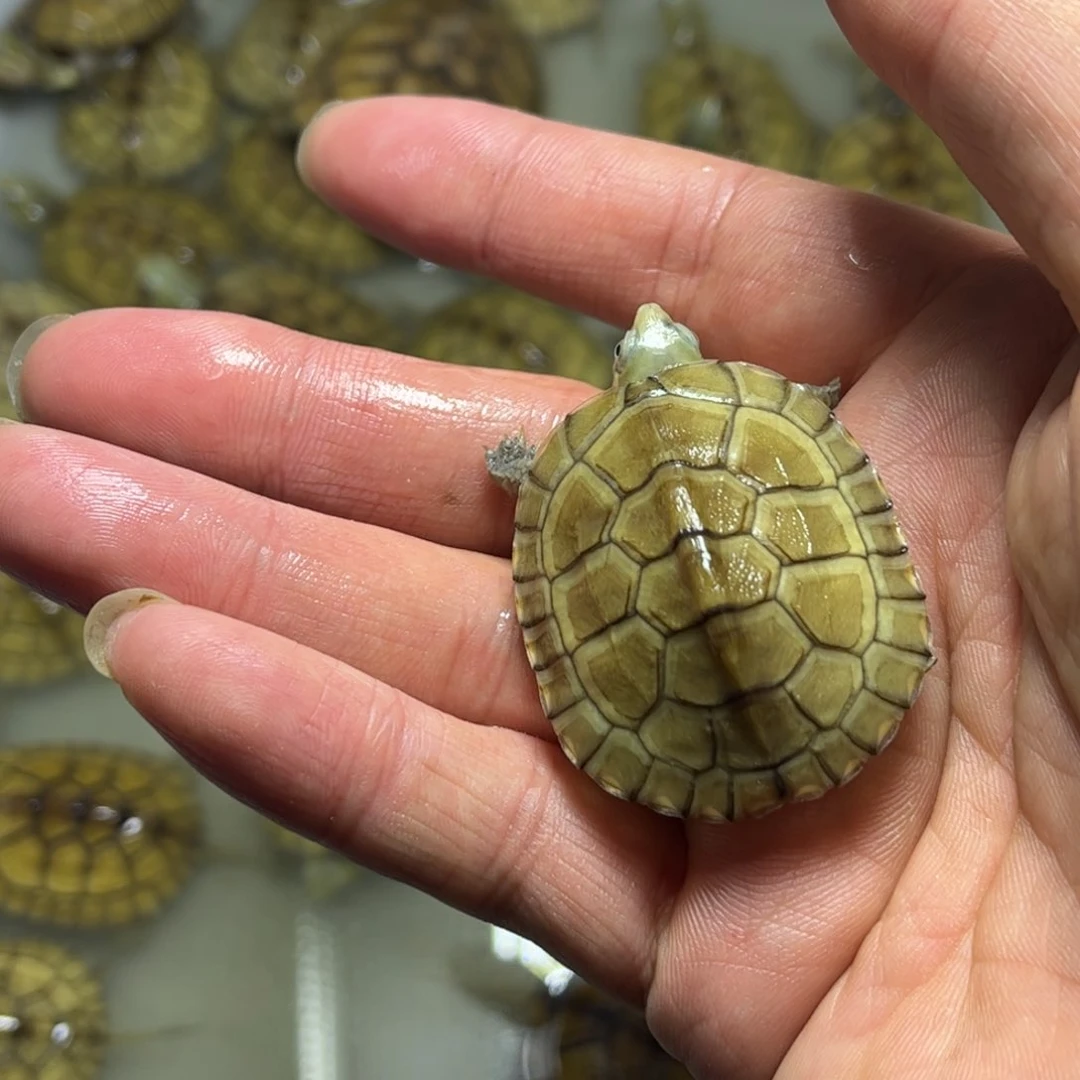 不分公母宠物龟用***在4.1厘米微断尾尖青