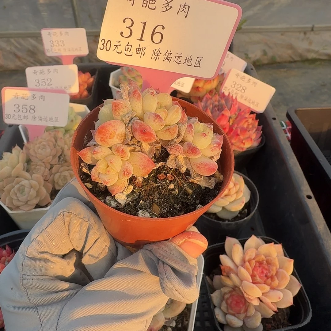 316 脱土 群生不包整 30元包邮非偏远