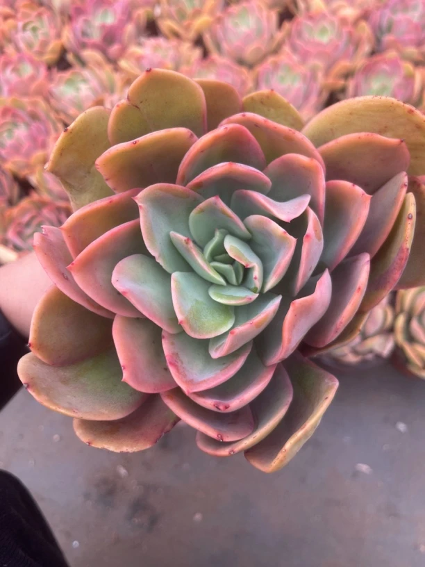 小绮罗 多肉植物新手好养（满9.9包邮）