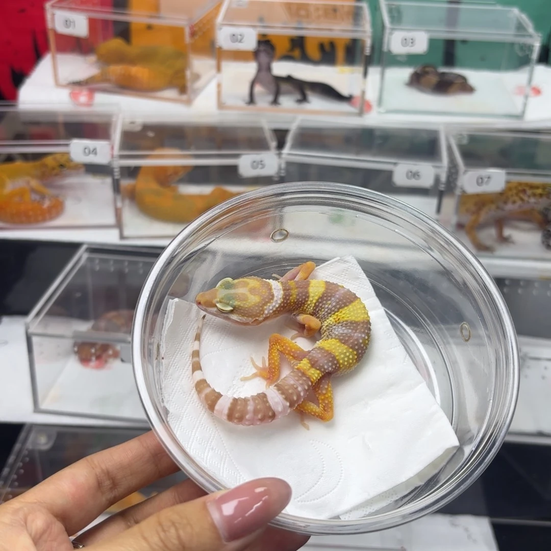 豹纹守宫白黄川普暴龙母温 N072