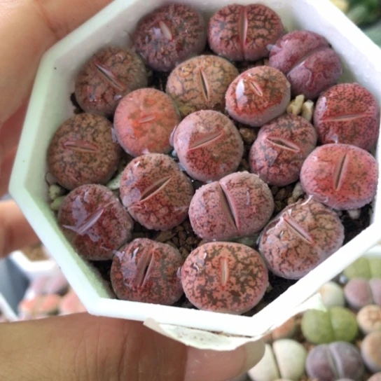 1329，1.4厘米左右酒红如图