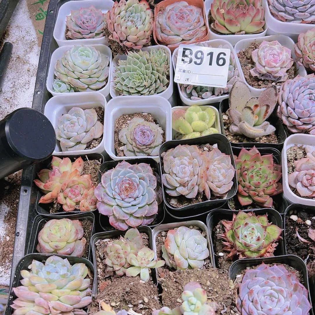 脱土无售后瑕疵多肉框拍916