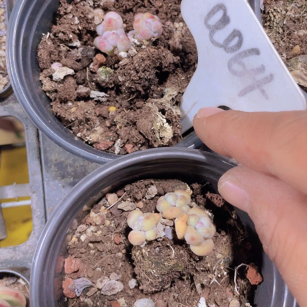 深****舞萤火虫e064一物一拍