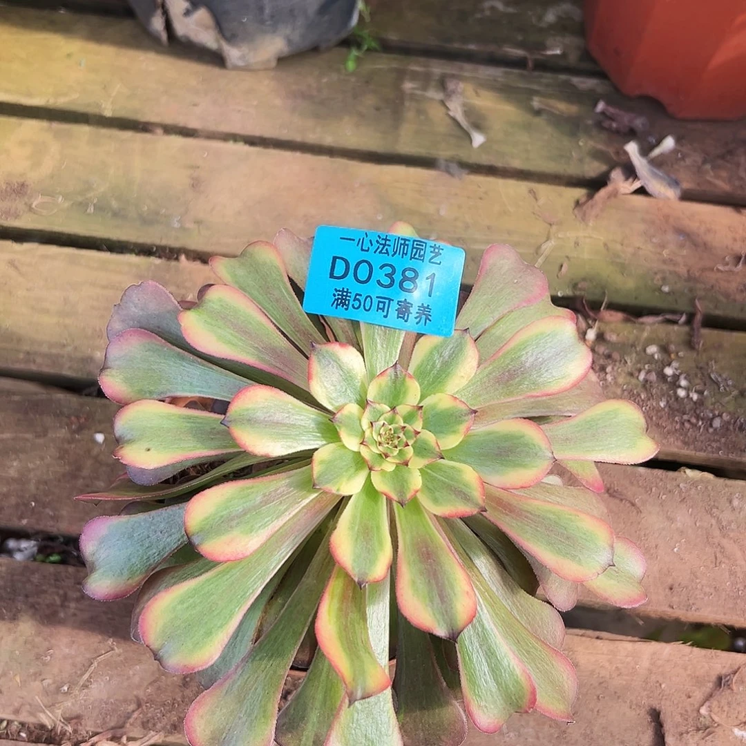 多肉植物多肉植物0381