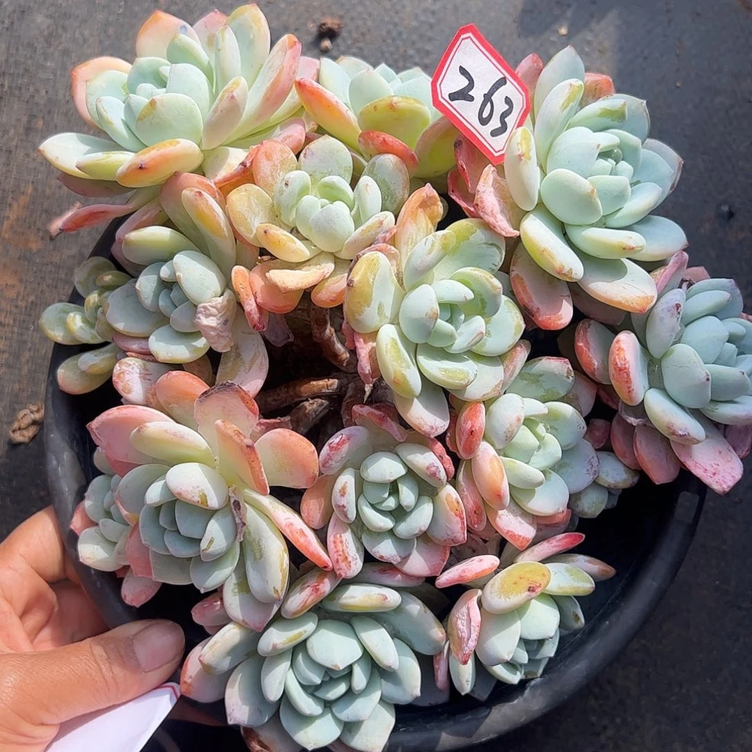 263号冷香，一物一拍