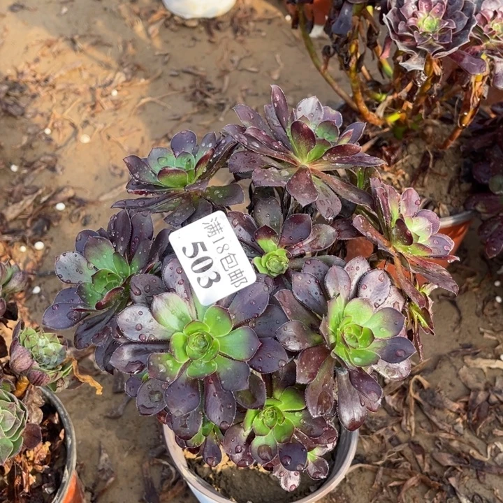 503红酒圆叶绣球1哈号