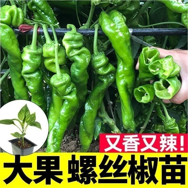 高产螺丝椒辣椒苗香辣特大薄皮陇椒秧子辣椒种籽四李阳台庭院菜苗