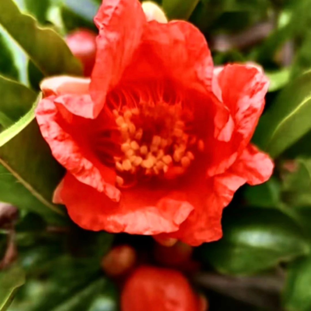 石榴盆栽（宫灯红果）（紫金钟紫果）