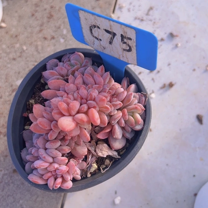 健健康康平平安安