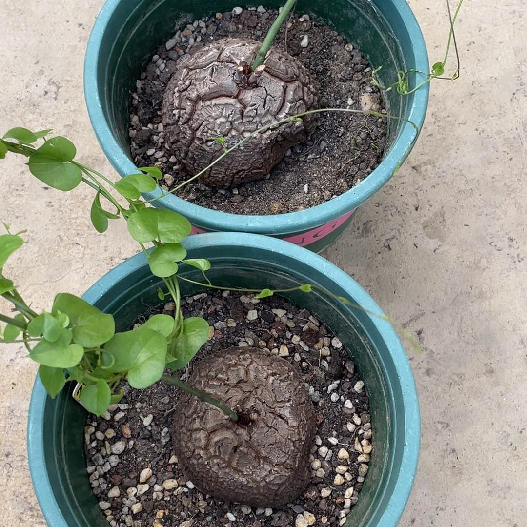 森***鹿29龟甲龙2颗不退不换