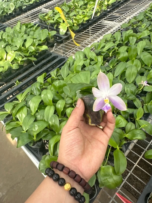 618云台农场滨城之光交柳林蓝鸟原生浓香型蝴蝶兰花 1.7寸杯