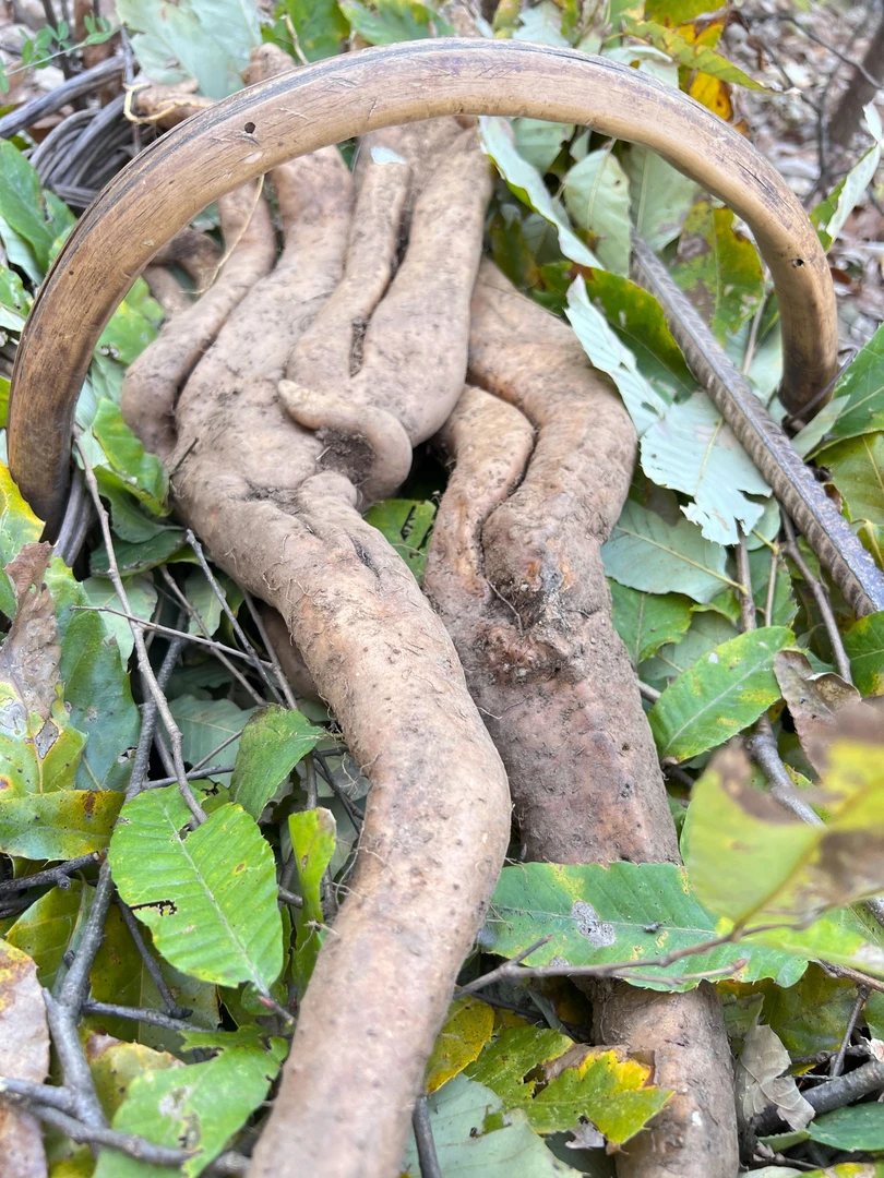 野生山药,来自大自然的馈赠