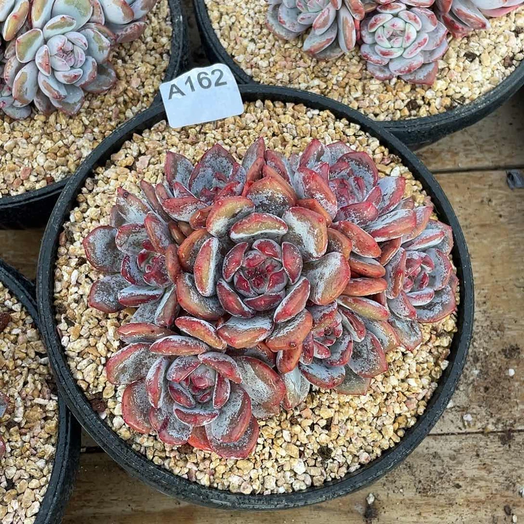 162多肉植物多肉洗了澡