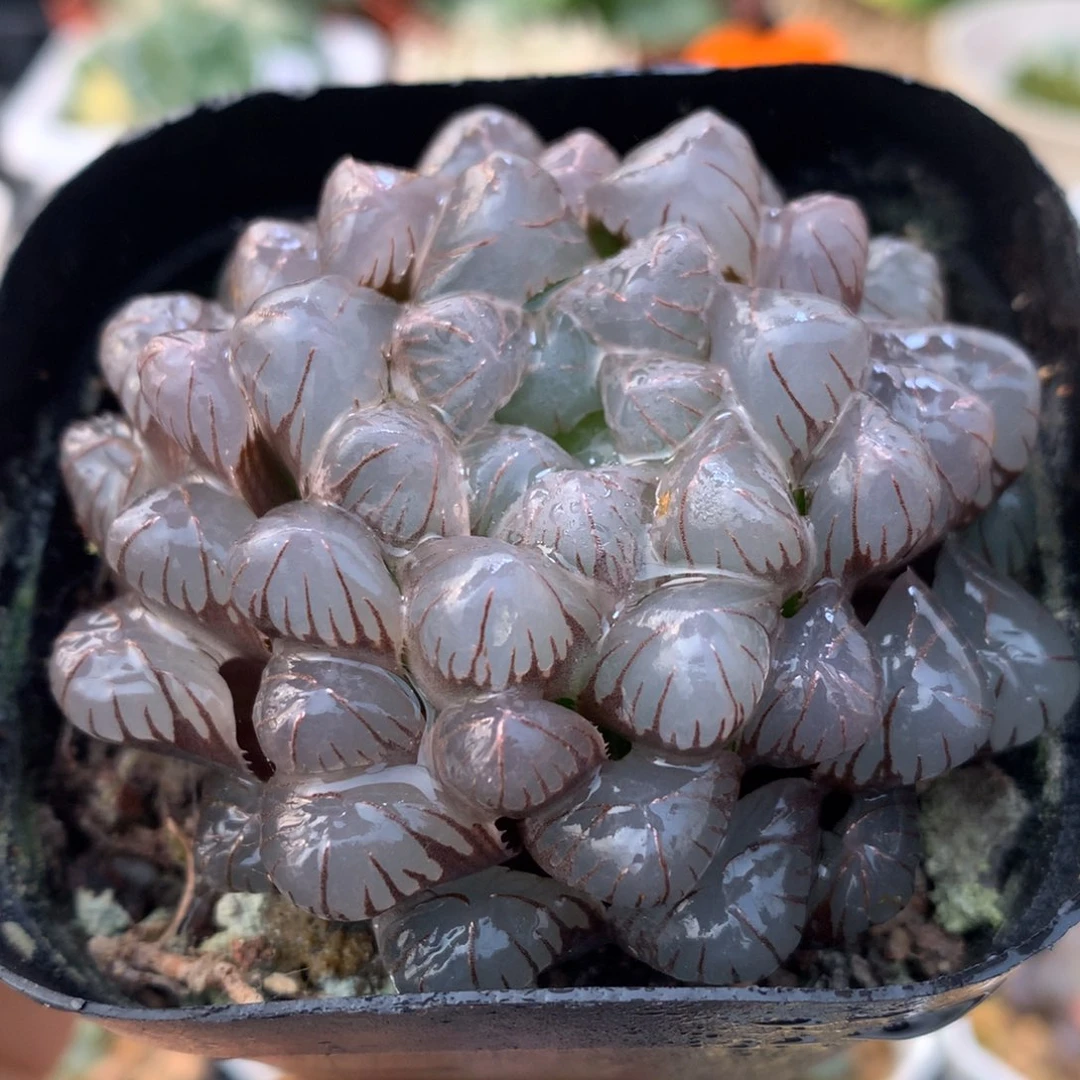 冰灯玉露，带盆发货