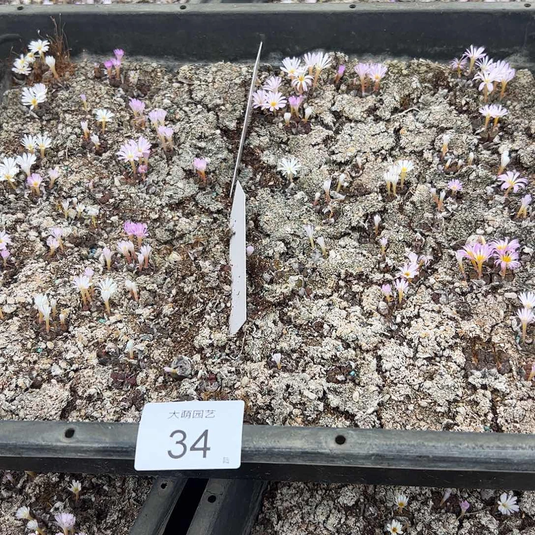 清框2分之1框脱土发无售后默认有疤。34