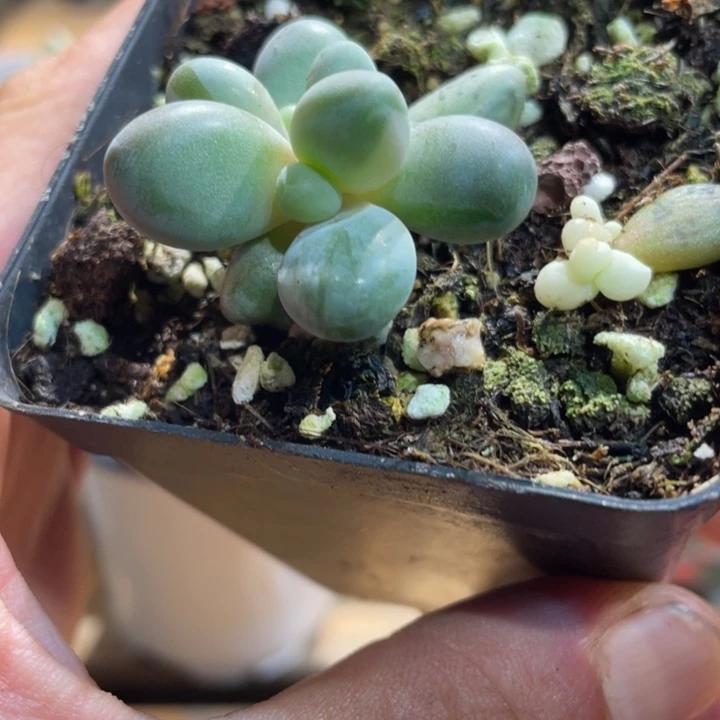 红手指白锦245号的啊啊啊多肉啊啊