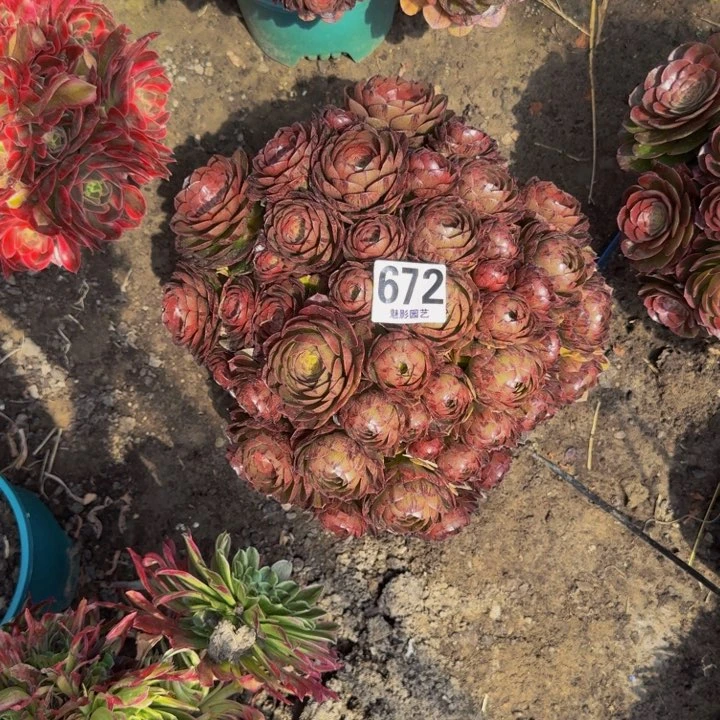 拉丝花29-1包邮花花
