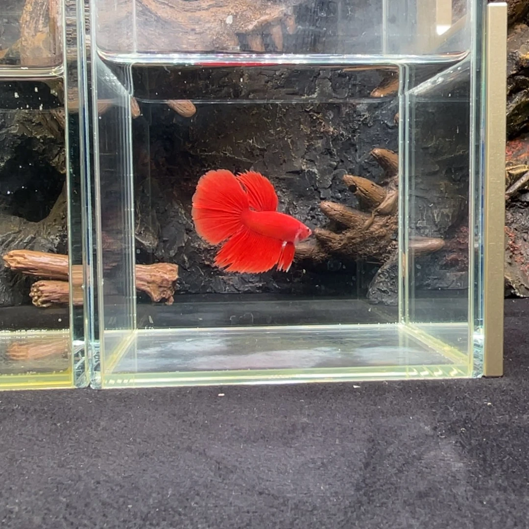 斗鱼十二月六日竞价